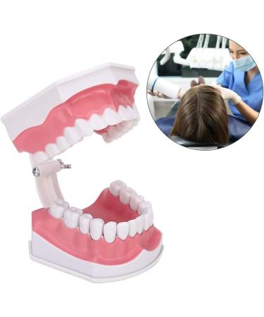 Tooth Model with Toothbrush - Standard Dental Cavity Demonstration for Oral Hygiene Education | Perfect for Hospitals & Kindergartens - International Shipping - Buy Online on GoSupps.com