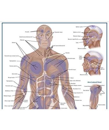 Triggerpoint Anatomy Card - Essential Office Work Poster for Massage Therapists Physiotherapists & Trainers | Pressure Point Pain Reference - Buy Online on GoSupps.com