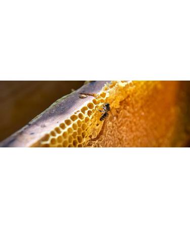 LE ROY REN Fine Grocery - Delight spread Honey glass jar (...) (240 g Honey of France - Lavender honey from Provence IGP) - Buy Online on GoSupps.com