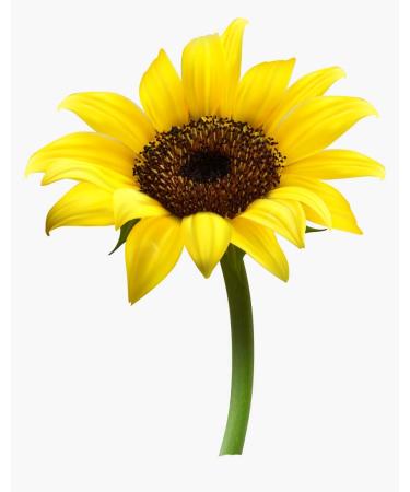 Buy Sunflower Lecithin Powder - 250 GR | Premium Quality Sunflower Lecithin for Health & Wellness | International Shipping Available - Buy Online on GoSupps.com