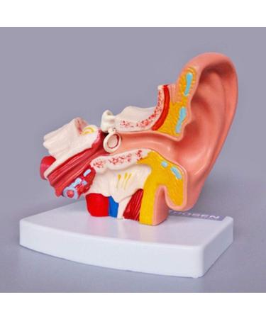 Human Ear Model Human Ear Anatomy Ear Canal Ear Middle and Inner Ear Auditory Otolaryngology Organ Teaching - Buy Online on GoSupps.com