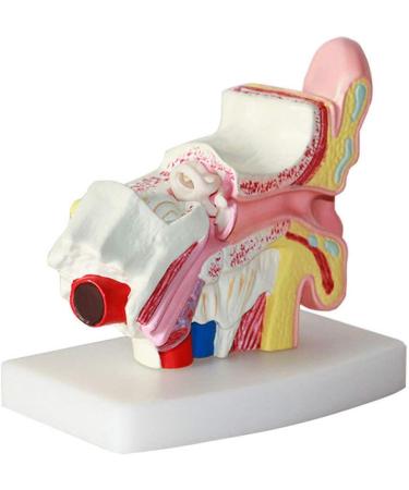 Ear Model Human Ear Anatomy Model 1.5X Magnification Model Suitable for Medical - Buy Online on GoSupps.com