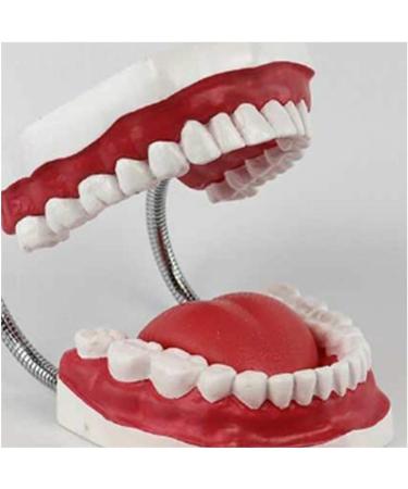 Utah Teeth Study Model - 28 Dental Care Model for Kids & Students | Educational Dentist Lessons with Toothbrush - Buy Online on GoSupps.com