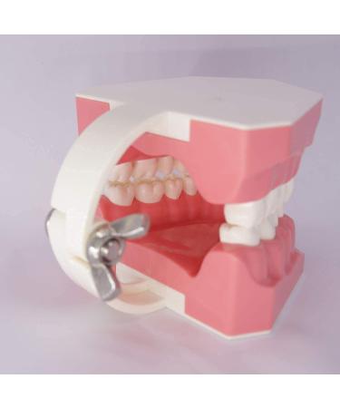 1.5X Large Dental Typodont Model for Kids - Tooth Brushing & Flossing Practice Removable Lower Teeth for Dental Students | Ideal Teaching Tool - Buy Online on GoSupps.com