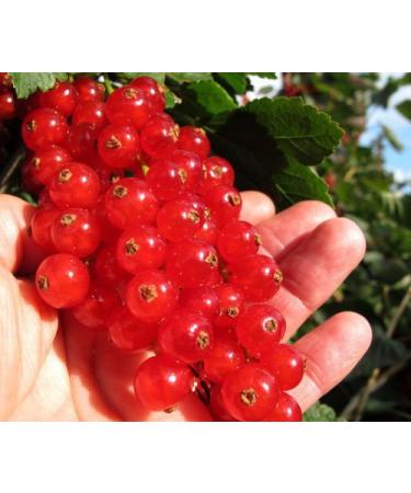 Rare Rovada redcurrant longest bunches of giant seeds fruits7 currants