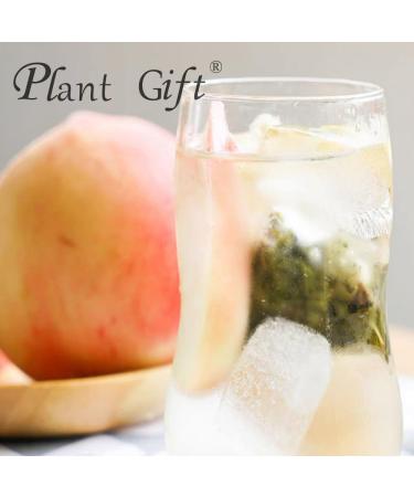100% Honey Peach Oolong Tea Bag 175g/6.17oz (3.5g*50bags) th naturel en feuilles go t doux ar me floral frais corps de th d caf in sans sucre  - Buy Online on GoSupps.com