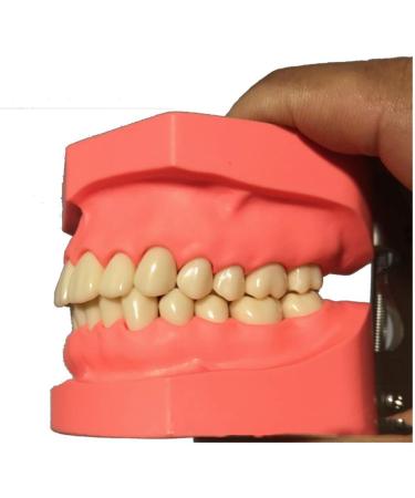 Ernzi Removable Dentures Model - Ideal Typodont for Dental Practice & Study Lessons - Buy Online on GoSupps.com