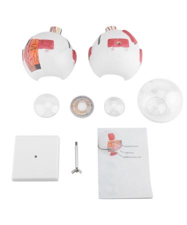 Wallfire enlargement 6 x removable human eye eyeball Model for Study Teaching2 Enlargement 6 x Eyeball Model Human Eyeball Model Eyeball Model Human Eyeball Model EY