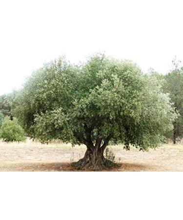 Portal Cool 200G / 7 Foglie: Pure Olive Leaf Tea Diretta Albero Talee Semi Fresh Leaves Olea Europaea Galega