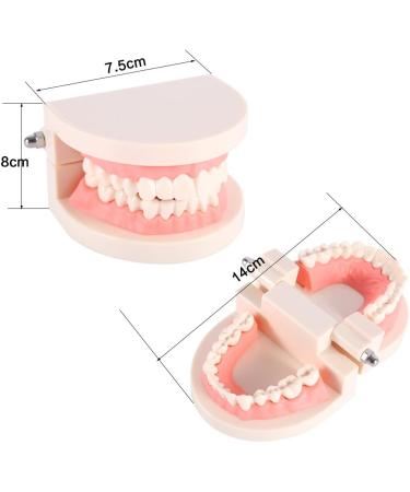 Realistic Tooth Model for Dental Care & Study | PVC Dental Demonstration Tool for Kids - Buy Online on GoSupps.com