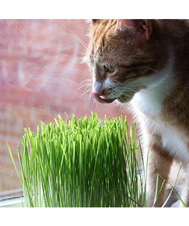 mf Cat Grass Grow Kit (3-Pack with Reusable Tray) - Buy Online on GoSupps.com