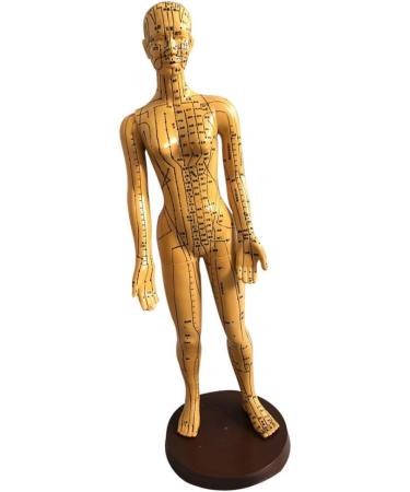 Education Model Toy Model Anatomy Professional Medical Acupuncture Female 48cm 19" - Buy Online on GoSupps.com