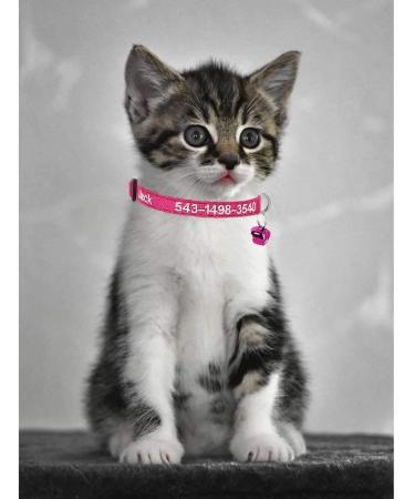 Personalized Cat Neck Bands with Bell - Custom Safety Buckle & Embroidered ID (Rose Red) - International Shipping Available - Buy Online on GoSupps.com
