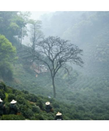 Th vert Bi Luo Chun biologique du Plateau du Yunnan 250g Th vert de printemps pr -ming l'escargot - Buy Online on GoSupps.com