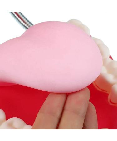 Gljy Dental Clinic Standard Model - Ideal for Teeth & Gum Demonstrations | Easy to Use & Maintain - Buy Online on GoSupps.com