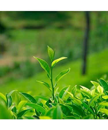 250g (0.55LB) Dragon Bien Chinois Printemps Longjing Th Vert pour la Long Jing th Th chinois Nourriture verte - Buy Online on GoSupps.com
