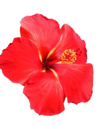 Hibiscus Flower Infusion Healing Anti-Aging Regenerative Damaged Skin Problem Skin 4oz Glass Dropper Bottle