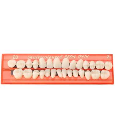Buy Tianbi 28-Part Dental Model Set | Durable Resin False Teeth for Horror Props & DIY Teaching - Buy Online on GoSupps.com