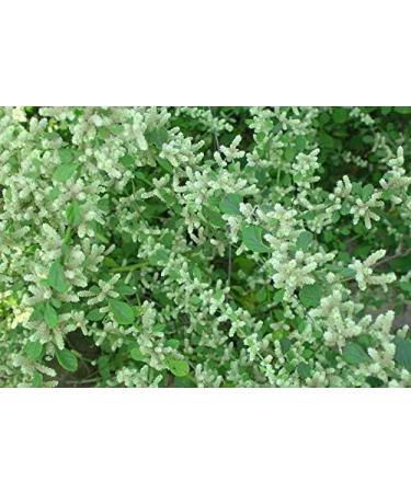 Aerva Lanata Mountain Knot Grass Ciru Pulai Gorakhbuti Cherula Pindidonda Bili Himdi Powder 300 GM - Buy Online on GoSupps.com