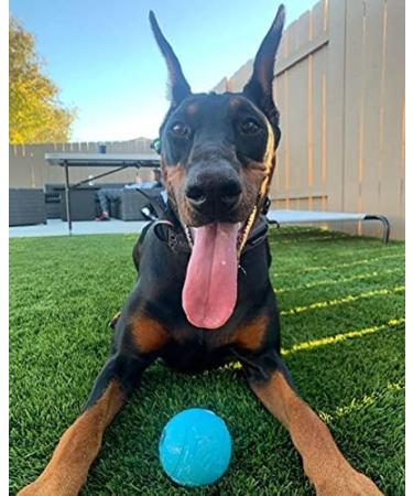Chew King Fetch Balls Pack of 3 - Durable Dog Toy Balls - Buy Online on GoSupps.com