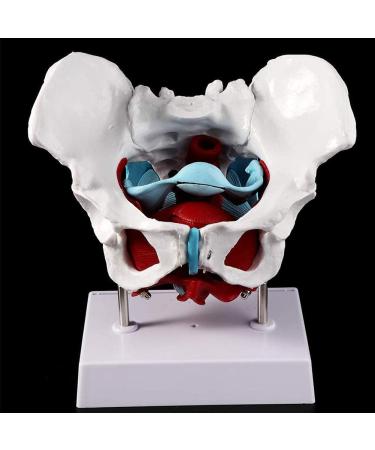 Women's Female Model with Pelvic Floor Muscle Model Natural Laboratory Size - Buy Online on GoSupps.com