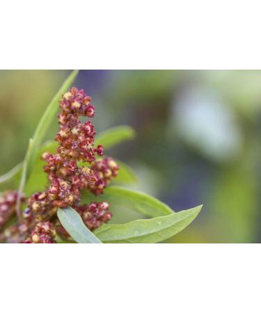 Organic Tri-Color Quinoa 5 lbs - Non-GMO Three-Color Blend - Whole Grain, Kosher, Vegan - High Fiber & Protein - Bulk Pack - Buy Online on GoSupps.com