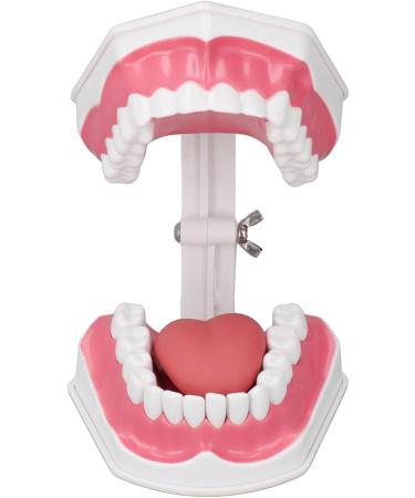 Tooth Model - Best 120 Opening Dental Visualization for Practice | International Shipping - Buy Online on GoSupps.com