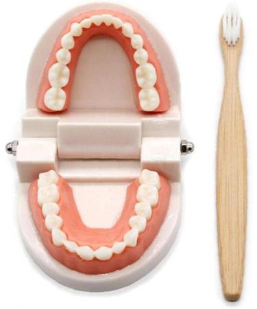 TOSSPER 1set False Tooth Mold Children Early Learning Kids Intelligence Brushing Tooth Teaching Aids Simulated Prop One Size - Buy Online on GoSupps.com