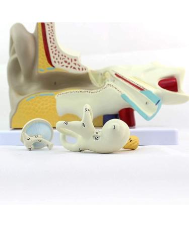 Body Model Ear Anatomy Model Anatomical Human Ear-Neck-Nose-Ear Model Enlarge Training Aid 3-Fold - Buy Online on GoSupps.com