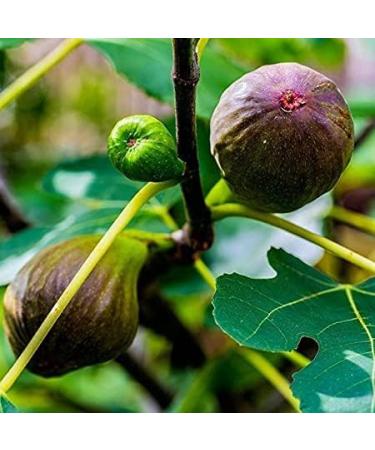 SHN Neotea Fig Powder Ficus Religiosa 1 Kg - Buy Online on GoSupps.com