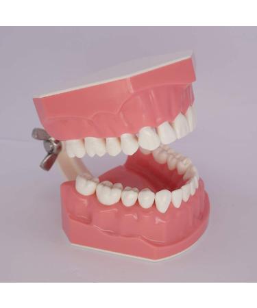 1.5X Large Dental Typodont Model for Kids - Tooth Brushing & Flossing Practice Removable Lower Teeth for Dental Students | Ideal Teaching Tool - Buy Online on GoSupps.com
