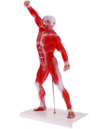 Educational Model 50Cm Human Torso Superficial Muscle Model Vision Human Muscle Anatomy Model for Learning Resources Medical Models - Buy Online on GoSupps.com