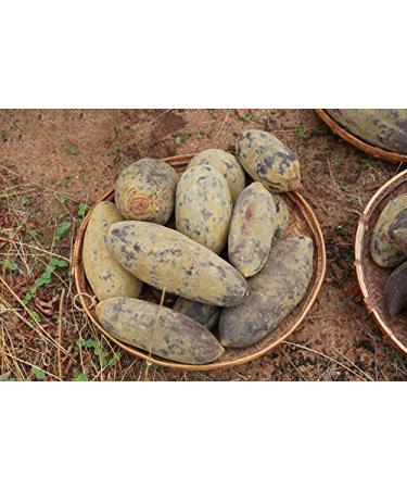 Aurum Africa Baobab Oil 50ml - No.1 Natural Cosmetics from Africa for Face Body & Hair - 4-in-1 Vegan Care Oil for Dry Skin - Buy Online on GoSupps.com