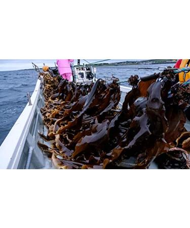 Dried Kelp from Hokkaido Japan - Authentic Kelp Stock for Japanese Cuisine (RISHIRI 3 oz) - Buy Online on GoSupps.com