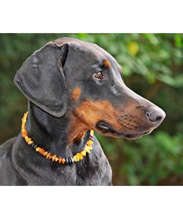 100% Baltic Amber Dog Necklace & Collar | Natural Tick Protection for Cats & Dogs | Authentic Lithuanian Amber - Buy Online on GoSupps.com