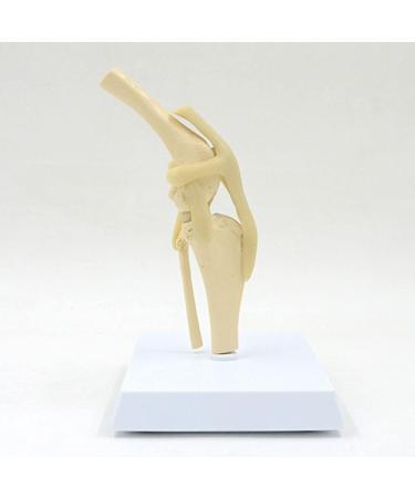 Anatomical Model Knee Joint Model Articulation of The Dog Knee with Flexible Ligaments for The Veterinary Medical Office for Pets of The - Buy Online on GoSupps.com