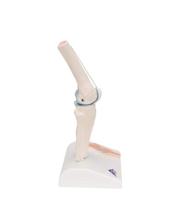 Buy 3B Scientific A85/1 Mini Knee Joint | Cross Section Bone Model | International Shipping | 3B Smart Anatomy - Buy Online on GoSupps.com