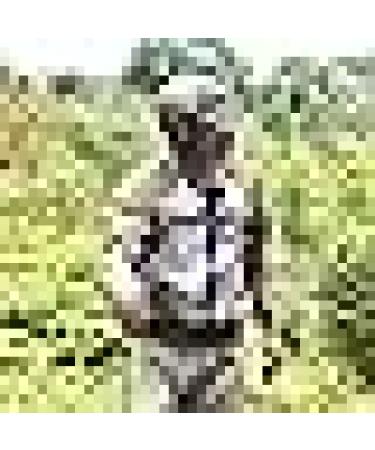 BESPORTBLE Outdoor Mosquito Suit 1Set 70.0cm - Breathable Mesh Jacket with Hood and Pants for Bug Protection - Buy Online on GoSupps.com