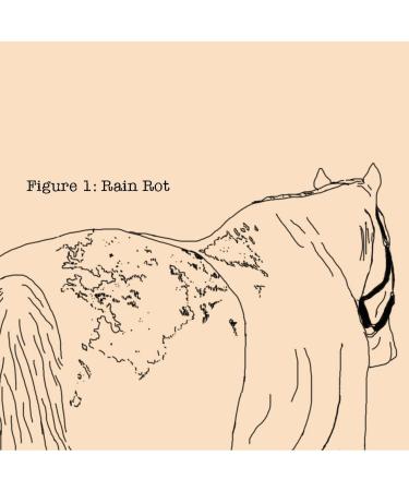 Absorbine Fungasol Ointment 13oz - For Horse Skin Conditions - Buy Online on GoSupps.com