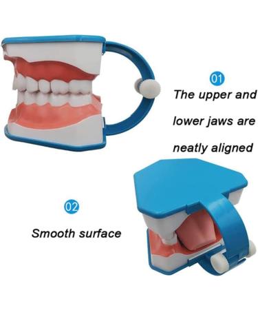 Dental Model Large Oral Brushing Template Six Times Standard Teeth Template Children's Model Dental Brushing Teaching Tooth Model Mold - Buy Online on GoSupps.com
