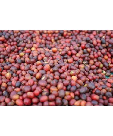 West End Coffee Roasters Ethiopia Kochere Top Grade Single Origin Medium Roast Whole Bean (12oz/340.2g x 3) Ethiopia Kochere - med roast 113.33 g (Pack of 3) - Buy Online on GoSupps.com