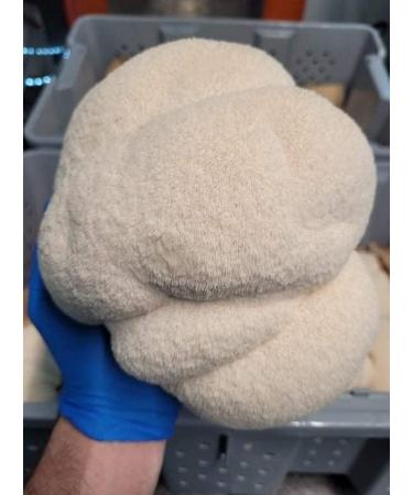 Lion's Mane Powder (Hericium erinaceus) - Smithereens Mushroom Powder 30gr - Buy Online on GoSupps.com