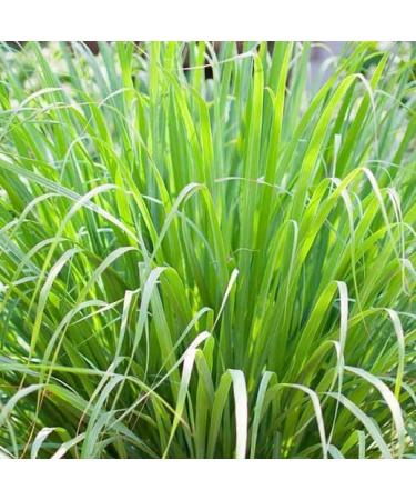 Lemon/Fever Grass Tea - Buy Online on GoSupps.com