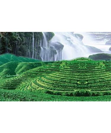 250g (0.55LB) Oolong Th Anxi Guan Yin Chinois th Th vert Tieguanyin Tikuanyin th wu-long - Buy Online on GoSupps.com