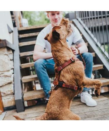 HUNTER Aalborg Leather Dog Harness - Cognac ML/1 | Durable & Stylish International Shipping Available - Buy Online on GoSupps.com