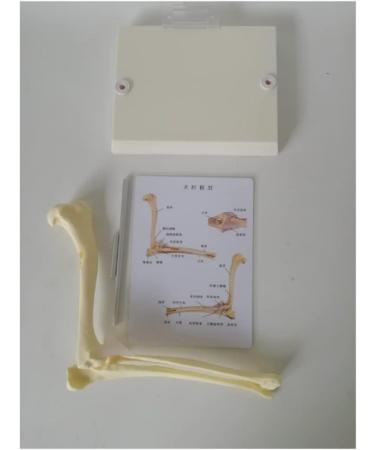 Dog Canine Elbow Joint Model Educational Model Dog Elbow Joint Model Dog Elbow Joint for Veterinary Study Teaching - Buy Online on GoSupps.com