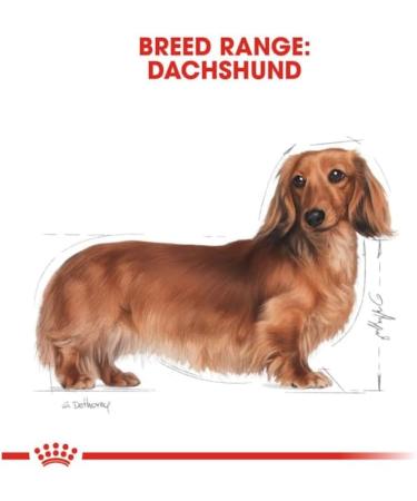 Royal Canin Adult Dachshund | Pack of 3 | 3 x 500 g | Complete Food for Dogs | Specially designed for Adult Dachshunds | Can Help Protect Bones and Joints - Buy Online on GoSupps.com