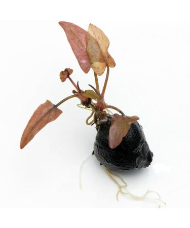 Red Tiger Lotus Bulb - Nymphaea Live Aquarium Plant Tropical Lily Fry Betta Water - Buy Online on GoSupps.com