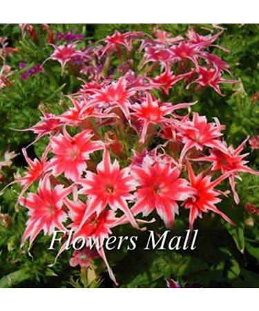 01 30 Pz Semi di Albero di Acero Blu: 10 Pz Floribunda Glicine Semi di Albero Semi di Fiori Pianta rampicante perenne Vite