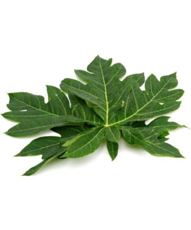 Papaya Leaves Powder 100% Pure & Fresh Quality No GMO No Preservatives - Buy Online on GoSupps.com